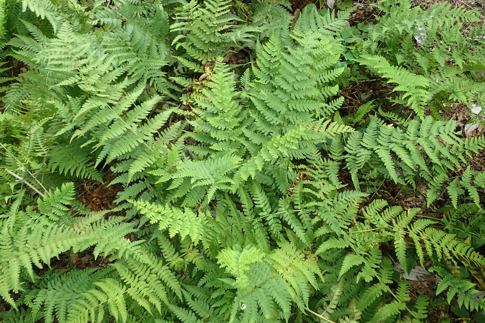Marginal Wood Fern (Dryopteris Marginalis) — The leathery, blue-green fronds create lush, vase-like clumps ideal for bordering shaded areas, image 58