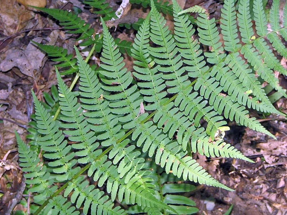 Marginal Wood Fern (Dryopteris Marginalis) — It typically reaches 18 to 24 inches in height and spans 24 to 30 inches wide; fern for shade, image 39