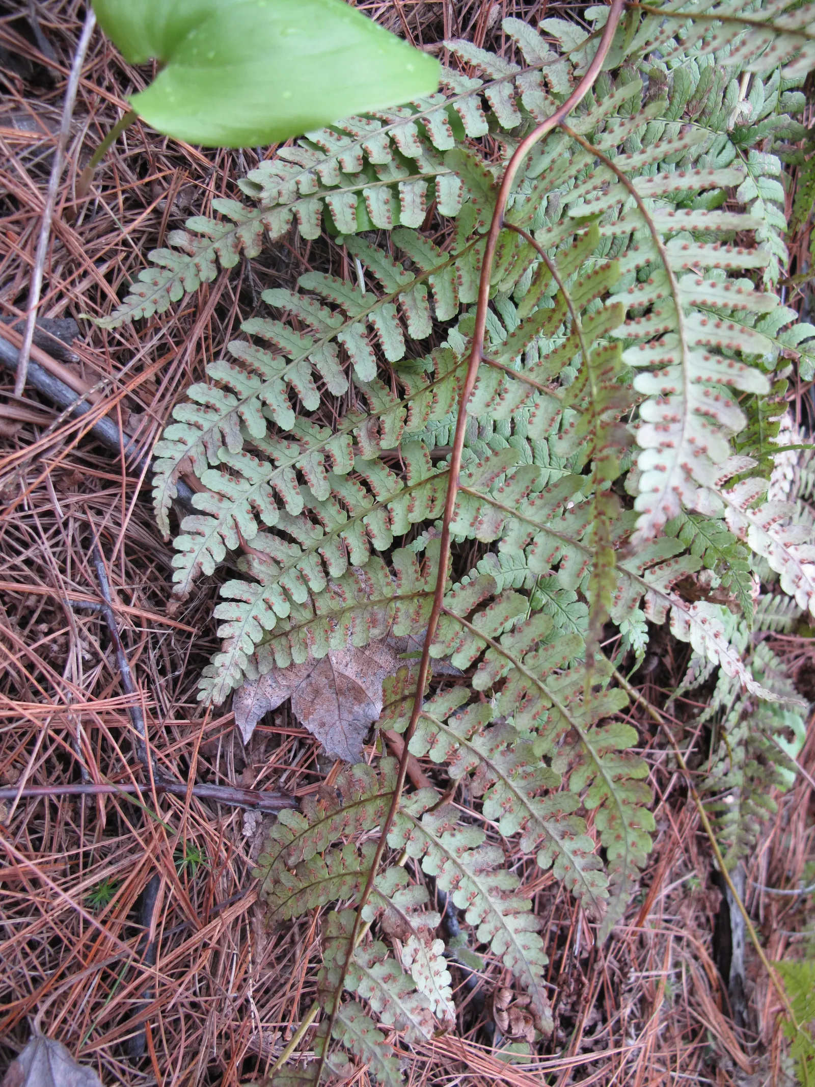 Marginal Wood Fern (Dryopteris Marginalis) — Its fronds arch gracefully outward; verdant texture to shaded areas or woodland gardens.<br><br>Characterized by