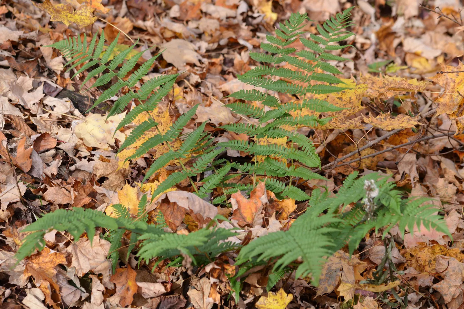 Marginal Wood Fern (Dryopteris Marginalis) — shade-tolerant perennial that is indigenous to the woodlands of Eastern North America; the Marginal Wood Fern