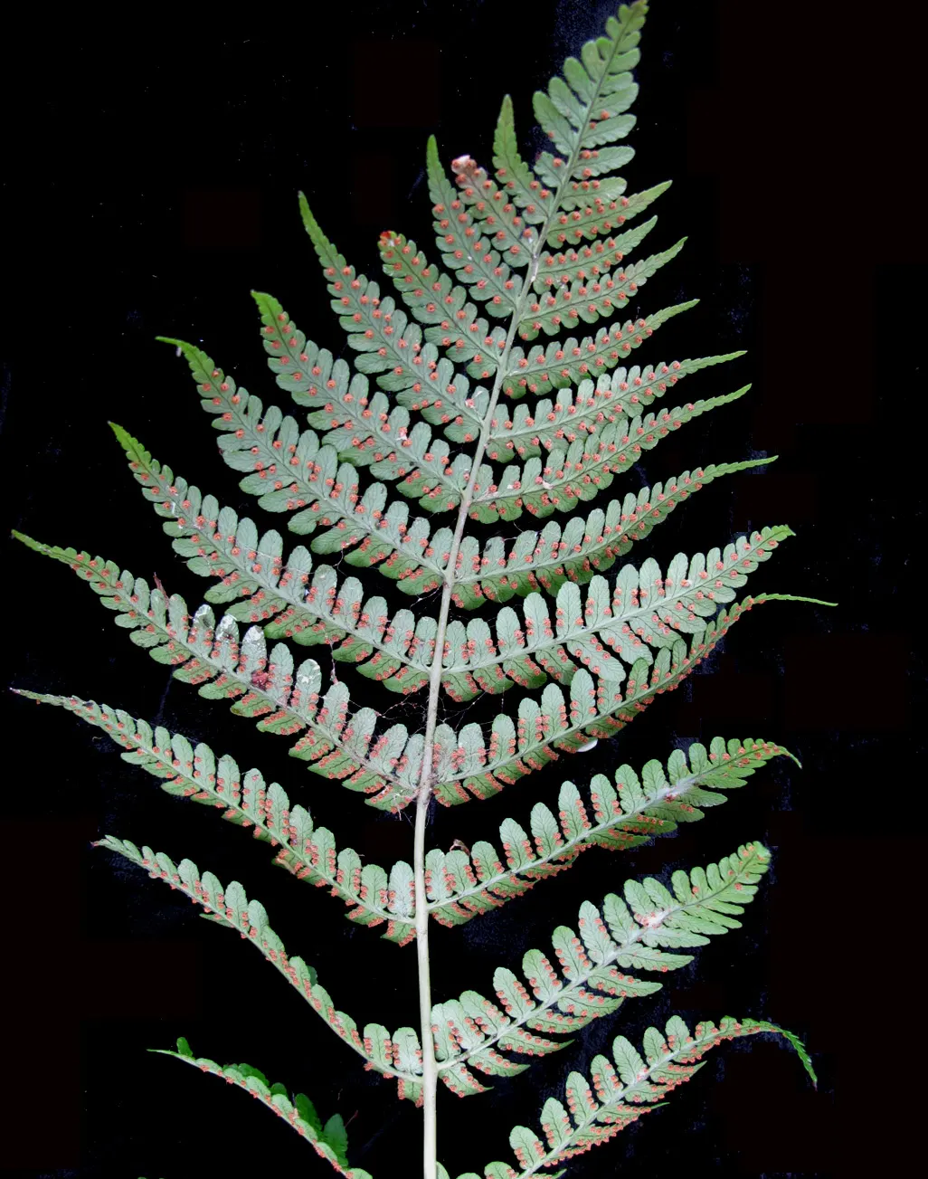 Marginal Wood Fern (Dryopteris Marginalis) — When incorporating this fern into your garden design; hardy in zones 3-8, it thrives in moist, image 50