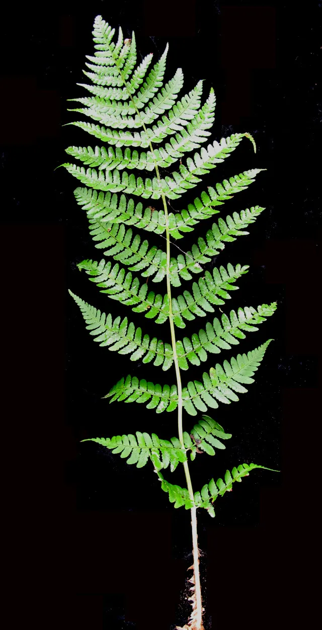 Marginal Wood Fern (Dryopteris Marginalis) — Easy to cultivate and requiring minimal maintenance once established