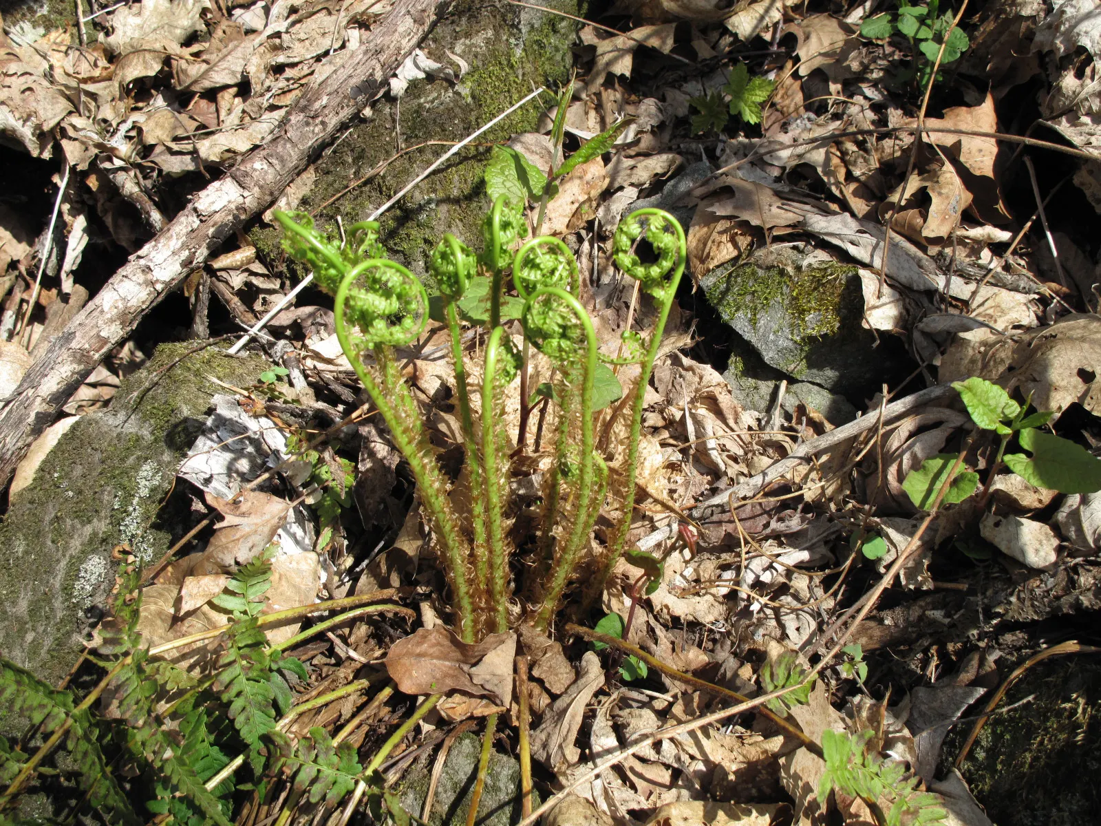 Marginal Wood Fern (Dryopteris Marginalis) — verdant texture to shaded areas or woodland gardens.<br><br>Characterized by its leathery