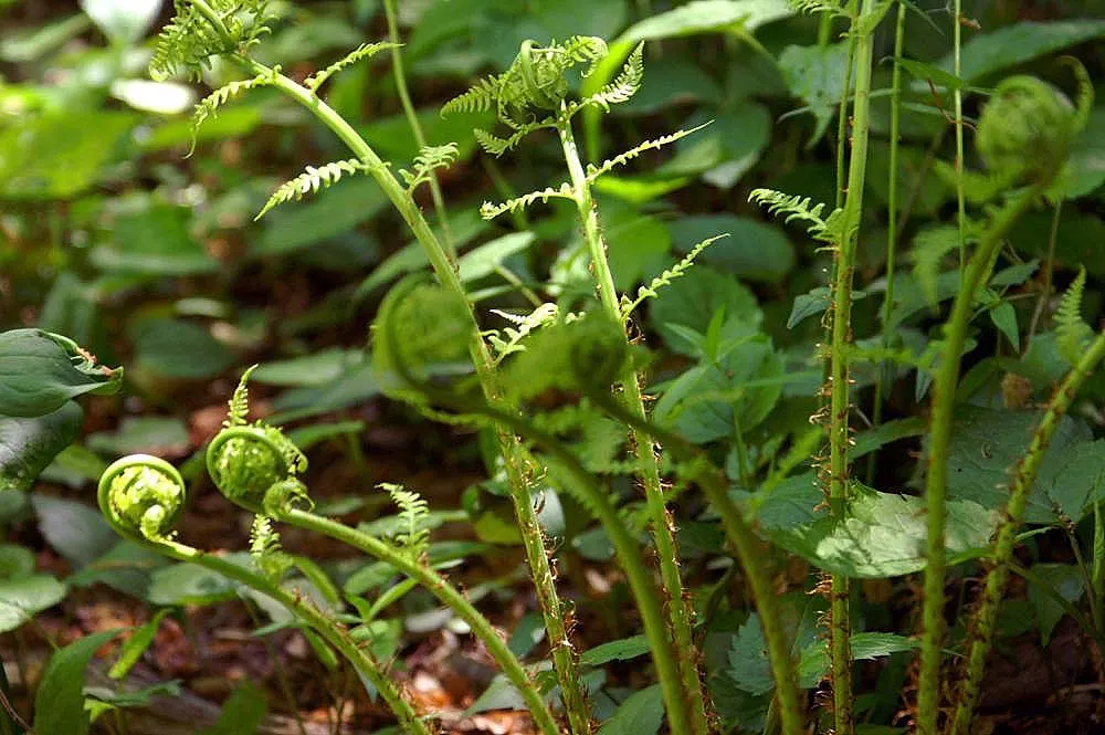 Marginal Wood Fern (Dryopteris Marginalis) — A low-maintenance choice, it adds texture and year-round interest to any shaded landscape setting