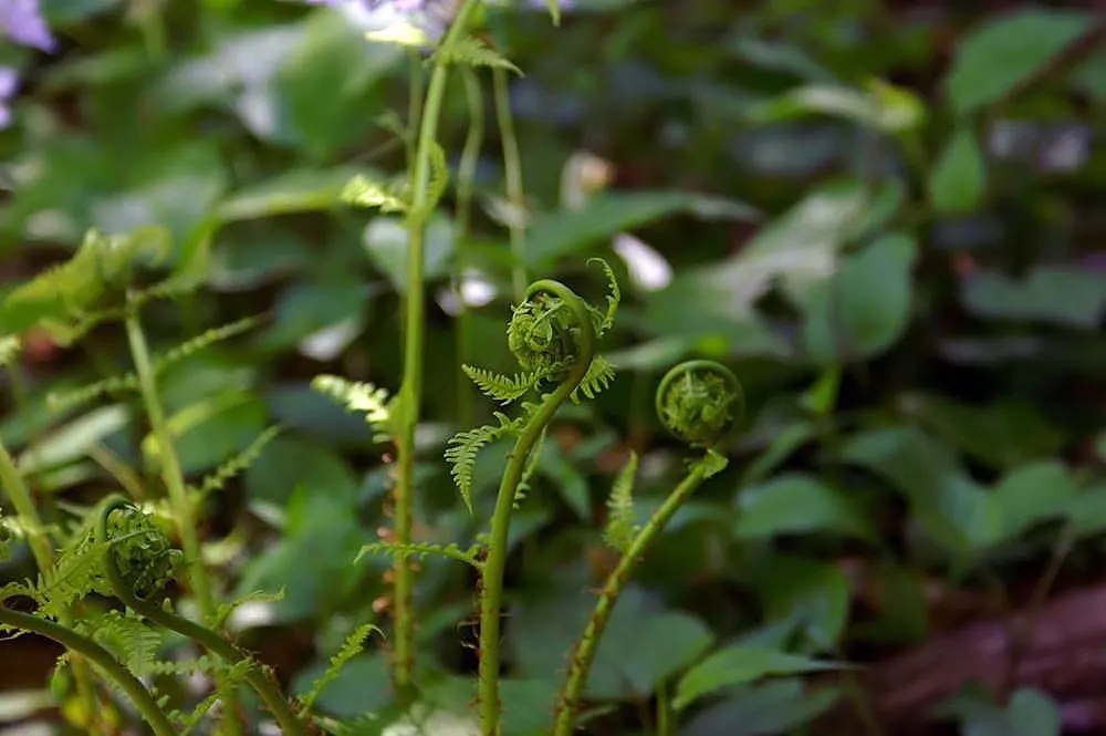 Marginal Wood Fern (Dryopteris Marginalis) — the Marginal Wood Fern typically reaches a mature height of 18 to 24 inches; forming a fountain-like, image 46