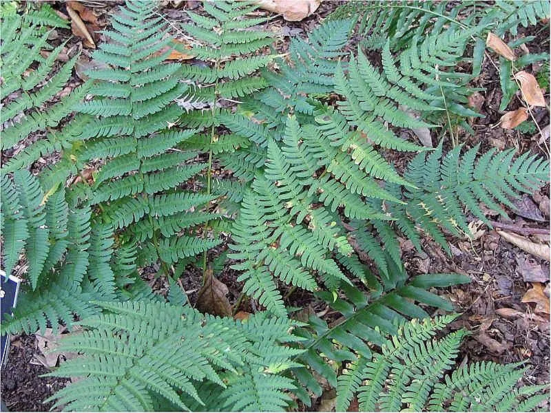 Marginal Wood Fern (Dryopteris Marginalis) — fern for shade; the Marginal Wood Fern is an excellent choice, image 54