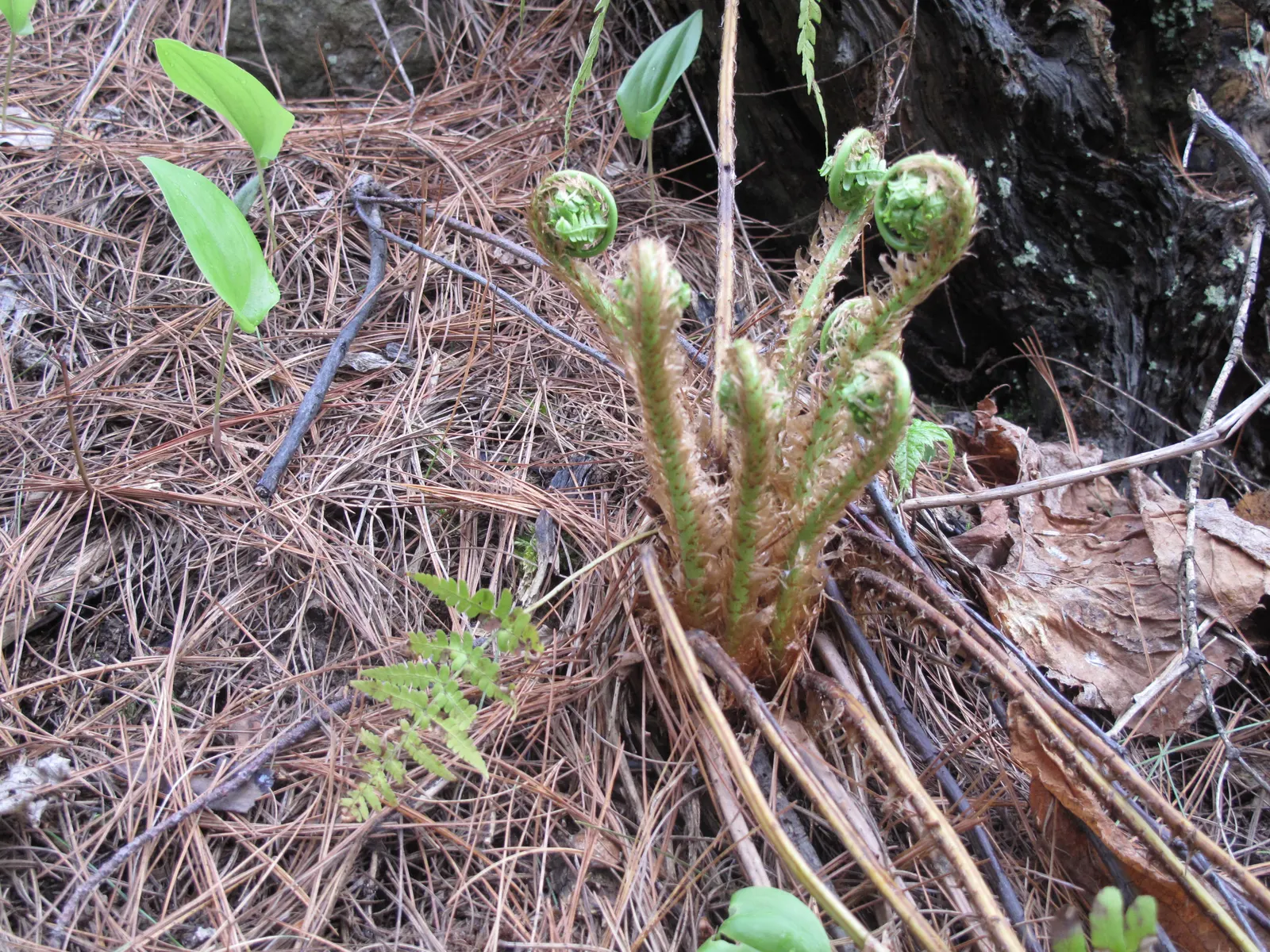 Marginal Wood Fern (Dryopteris Marginalis) — Hardy in zones 3-8, it thrives in moist, well-drained soil