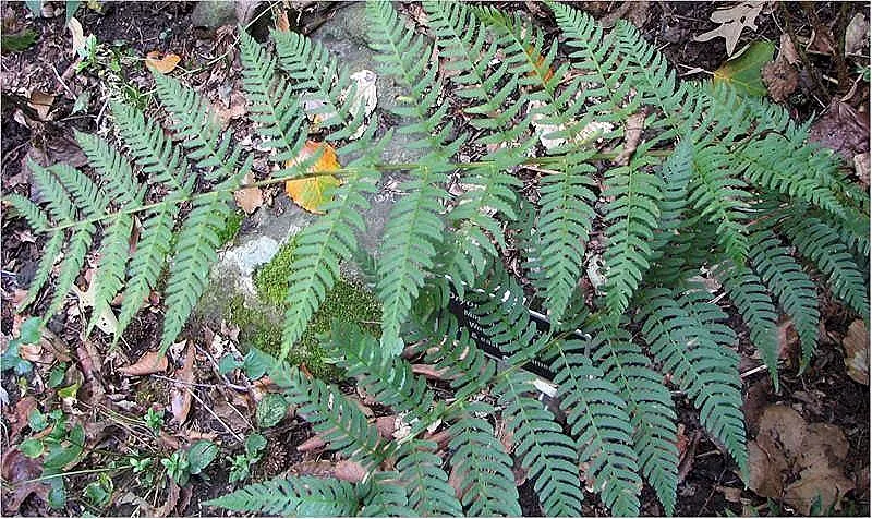 Marginal Wood Fern (Dryopteris Marginalis) — shade-tolerant perennial that is indigenous to the woodlands of Eastern North America; the Marginal, image 43