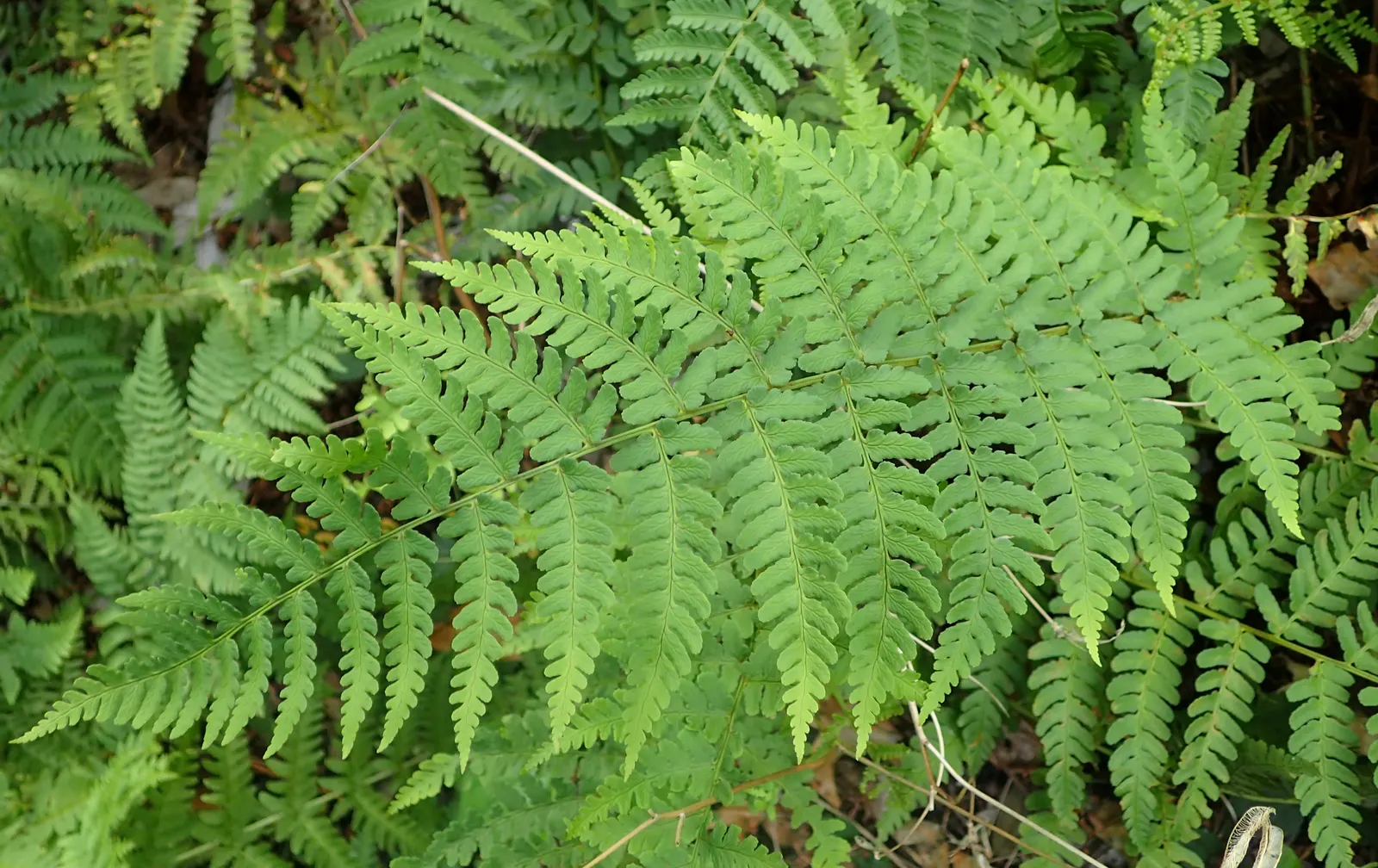 Marginal Wood Fern (Dryopteris Marginalis) — with a comparable spread of 20 to 24 inches