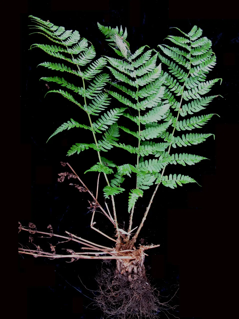 Marginal Wood Fern (Dryopteris Marginalis) — evergreen fern native to North American woodlands; with a comparable spread of 20 to 24 inches