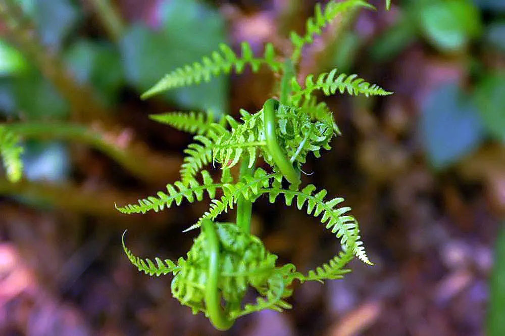 Marginal Wood Fern (Dryopteris Marginalis) — When incorporating this fern into your garden design