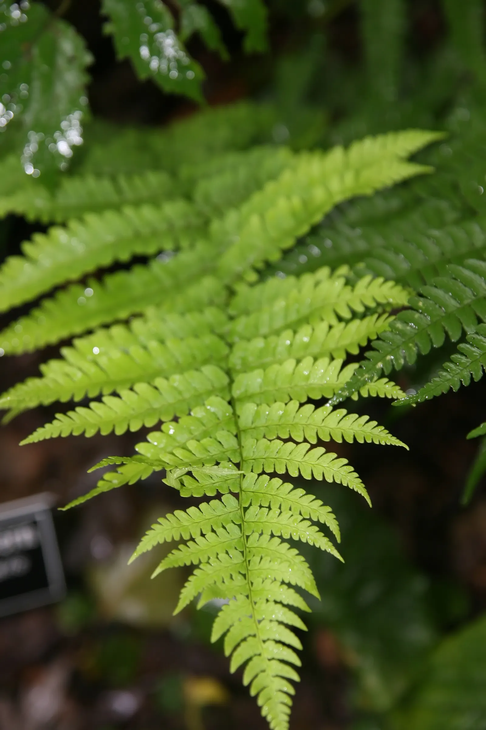 Marginal Wood Fern (Dryopteris Marginalis) — This fern presents an excellent choice for a naturalistic landscape design; this fern is a delight for, image 62