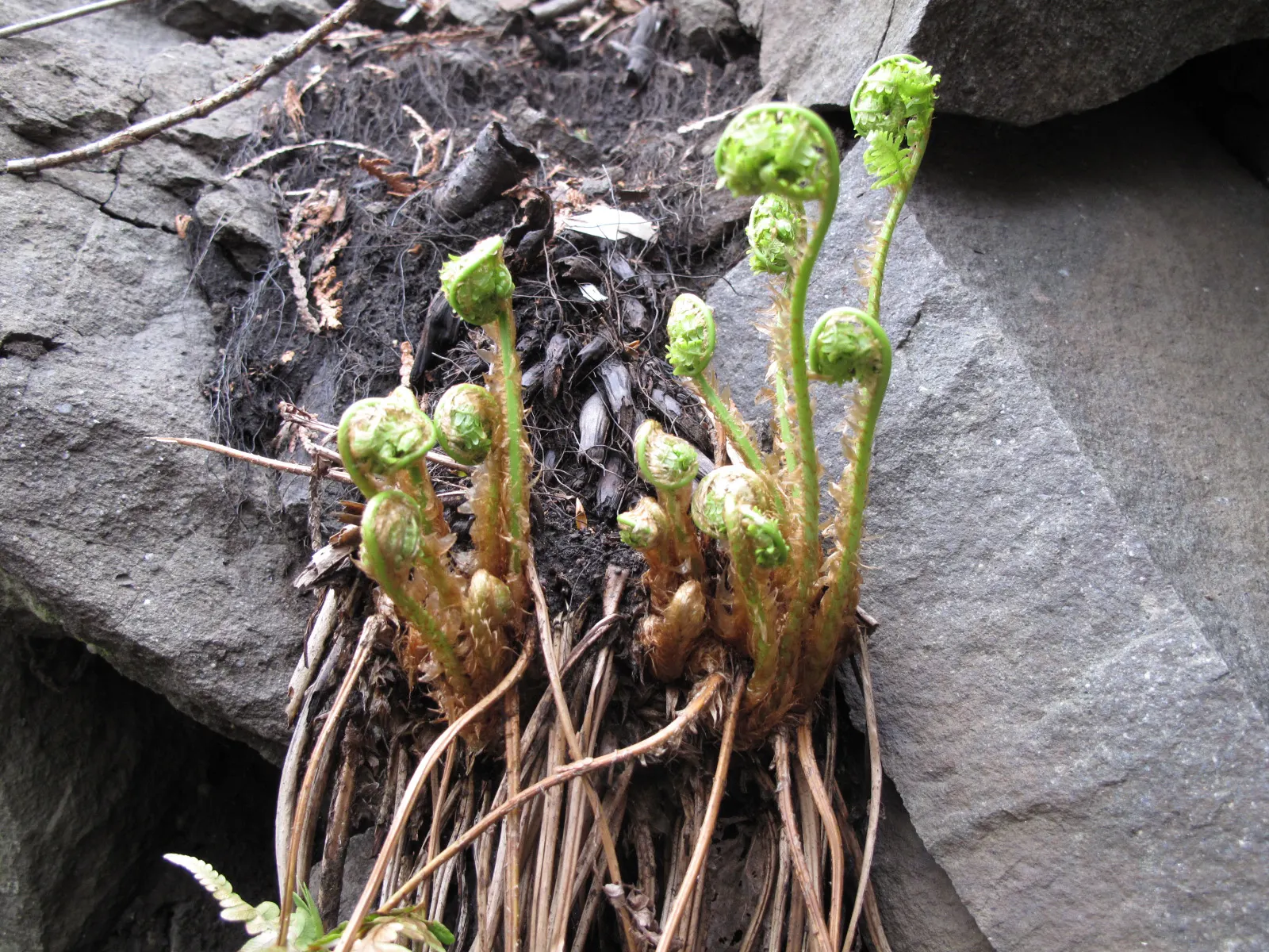 Marginal Wood Fern (Dryopteris Marginalis) — this fern is a delight for both the novice and experienced gardener; this fern presents an excellent choice for a