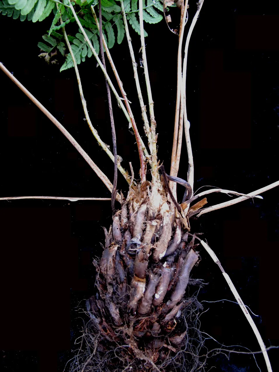 Marginal Wood Fern (Dryopteris Marginalis) — Easy to cultivate and requiring minimal maintenance once established; the Marginal Wood Fern, image 52