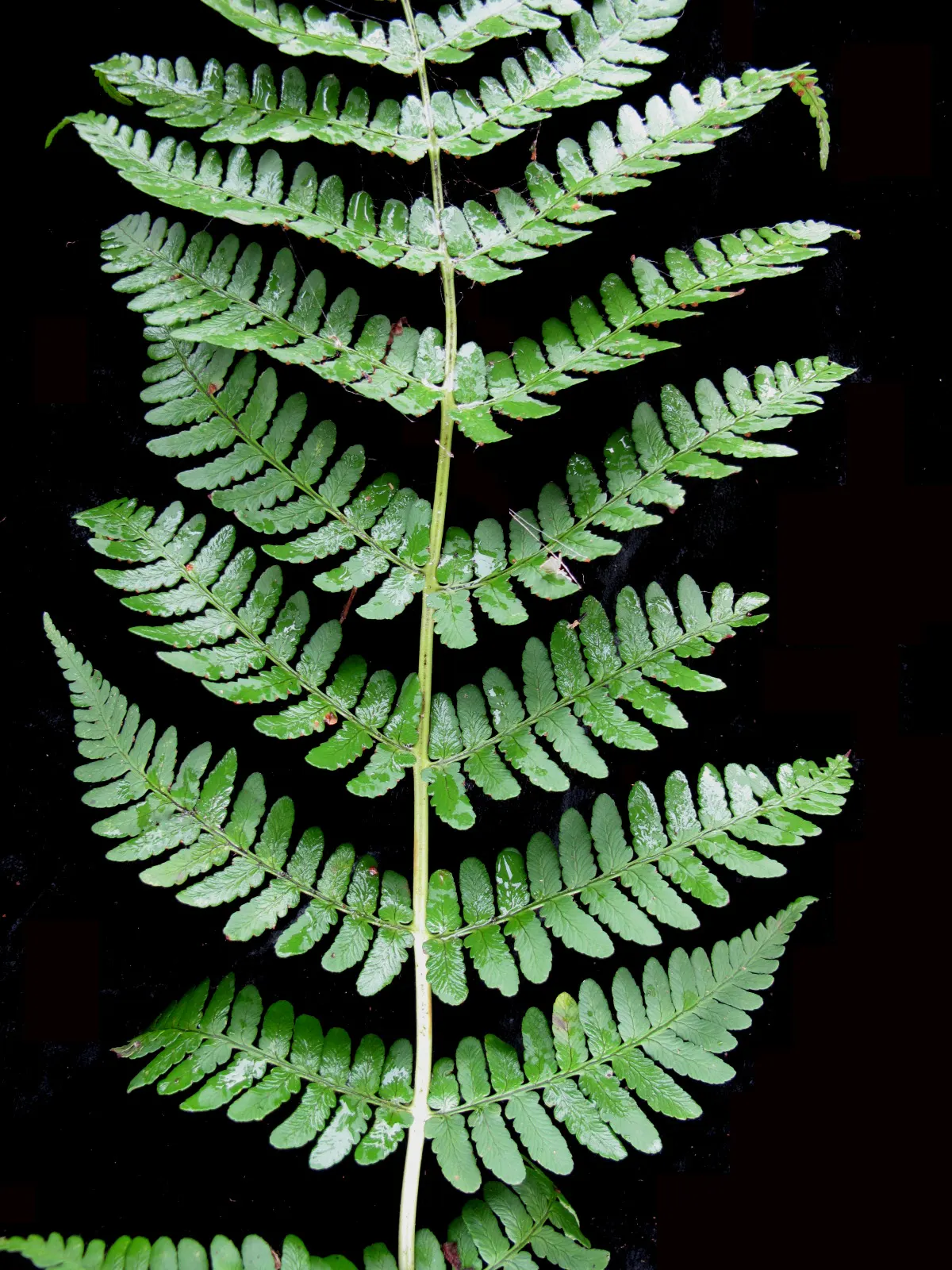 Marginal Wood Fern (Dryopteris Marginalis) — Easy to cultivate and requiring minimal maintenance once established; the Marginal Wood Fern (Dryopteris