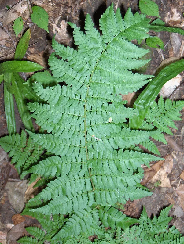 Marginal Wood Fern (Dryopteris Marginalis) — with a comparable spread of 20 to 24 inches; evergreen fern native to North American woodlands, image 47