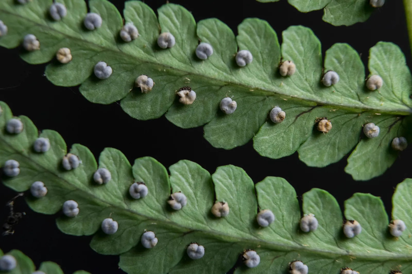 Marginal Wood Fern (Dryopteris Marginalis) — fern for shade; the Marginal Wood Fern is an excellent choice