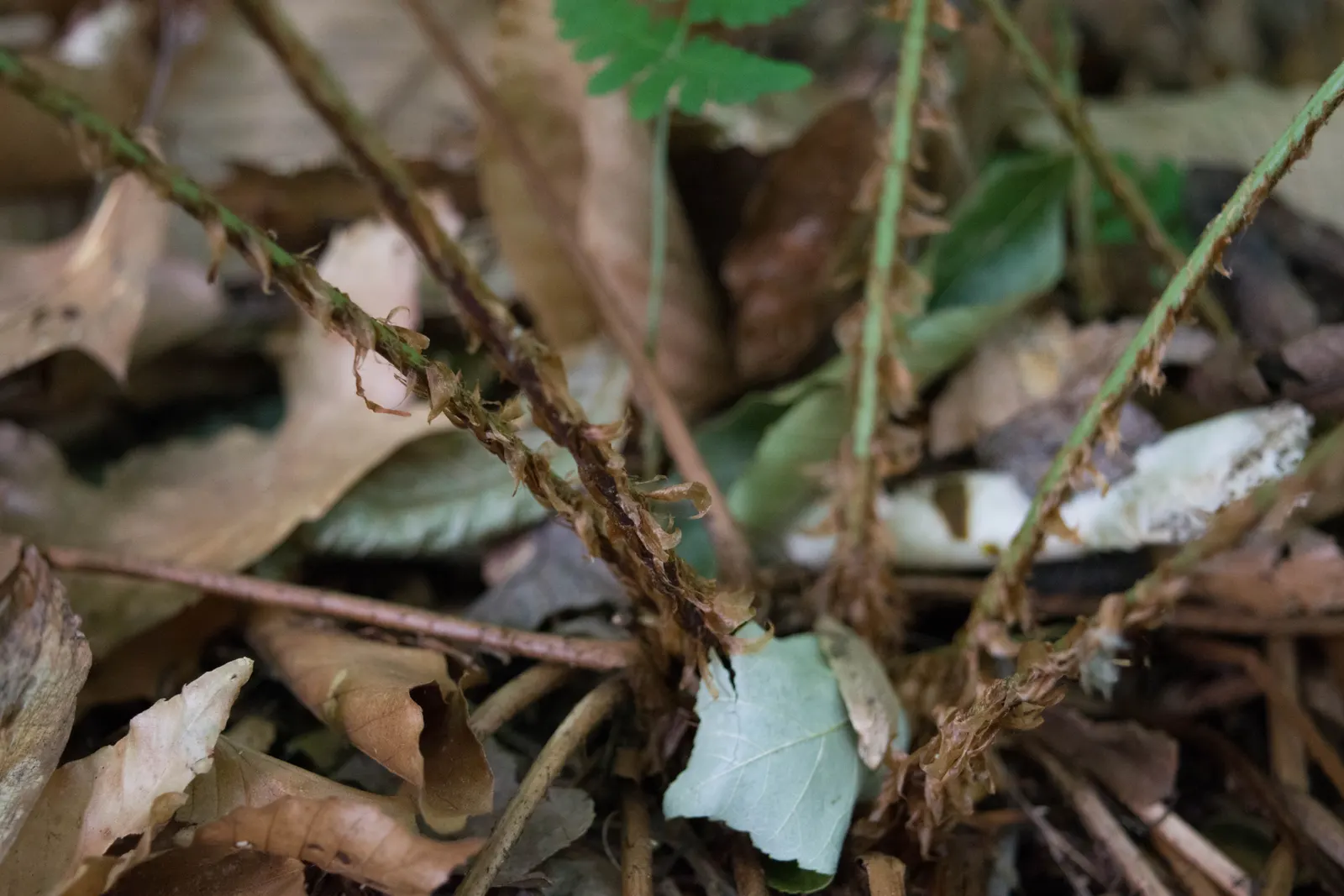 Marginal Wood Fern (Dryopteris Marginalis) — verdant texture to shaded areas or woodland gardens.<br><br>Characterized by its leathery; a low-maintenance