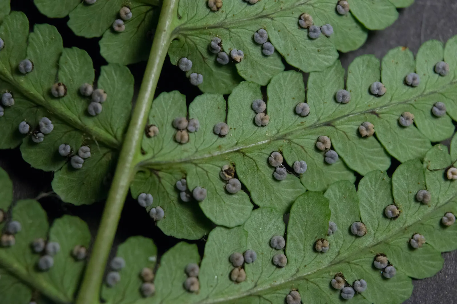 Marginal Wood Fern (Dryopteris Marginalis) — Hardy in zones 3-8, it thrives in moist, well-drained soil; when incorporating this fern into your garden design