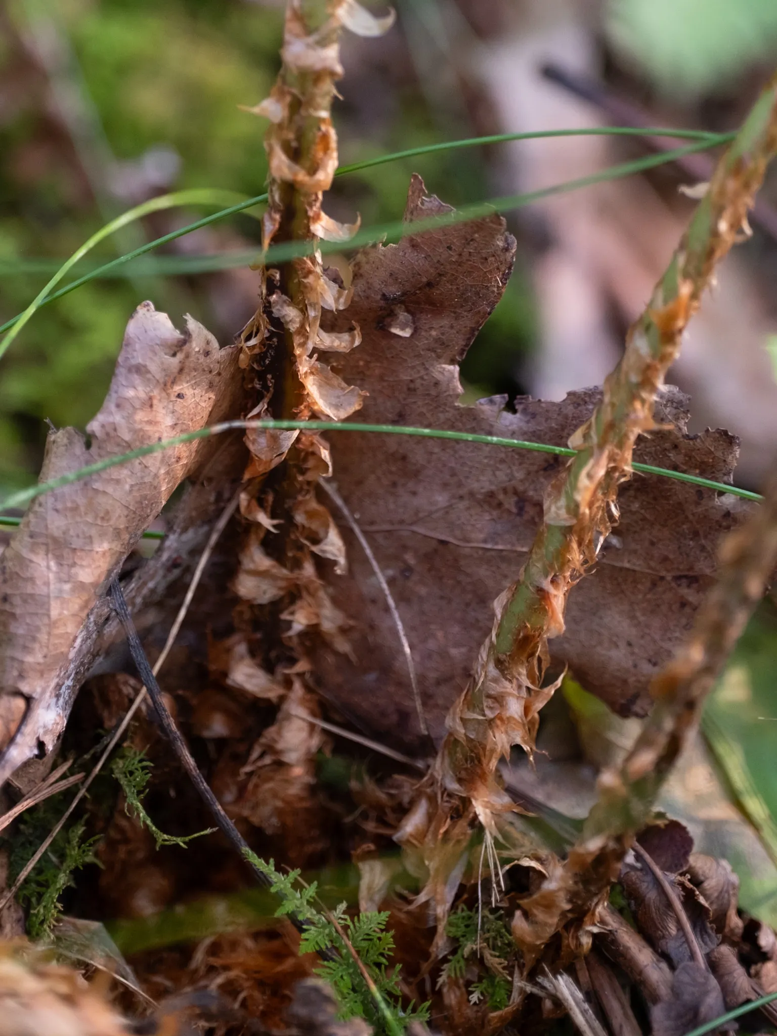 Marginal Wood Fern (Dryopteris Marginalis) — The leathery, blue-green fronds create lush, vase-like clumps ideal for bordering shaded areas