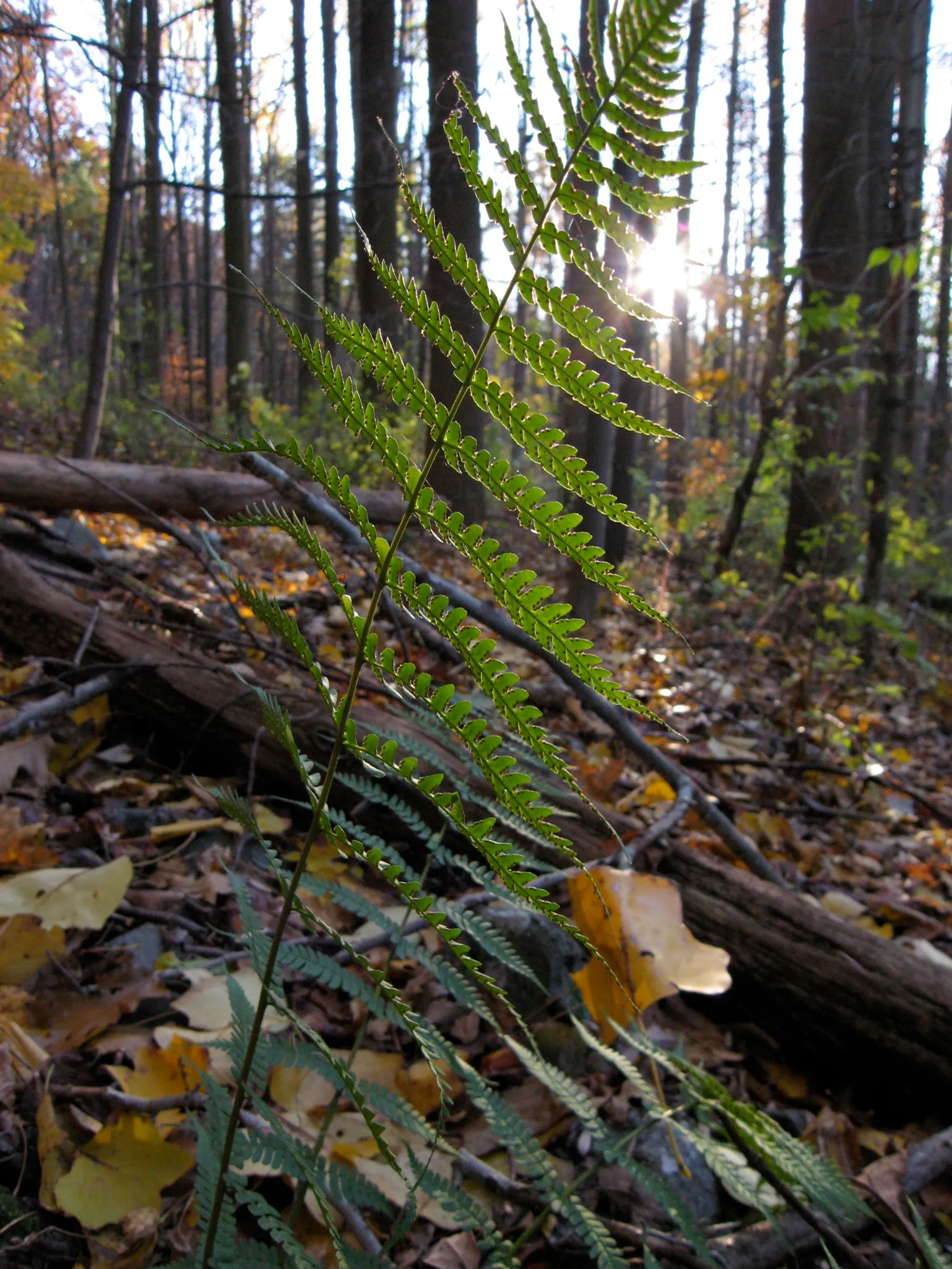 Marginal Wood Fern (Dryopteris Marginalis) — This fern presents an excellent choice for a naturalistic landscape design; this fern is a delight for, image 44
