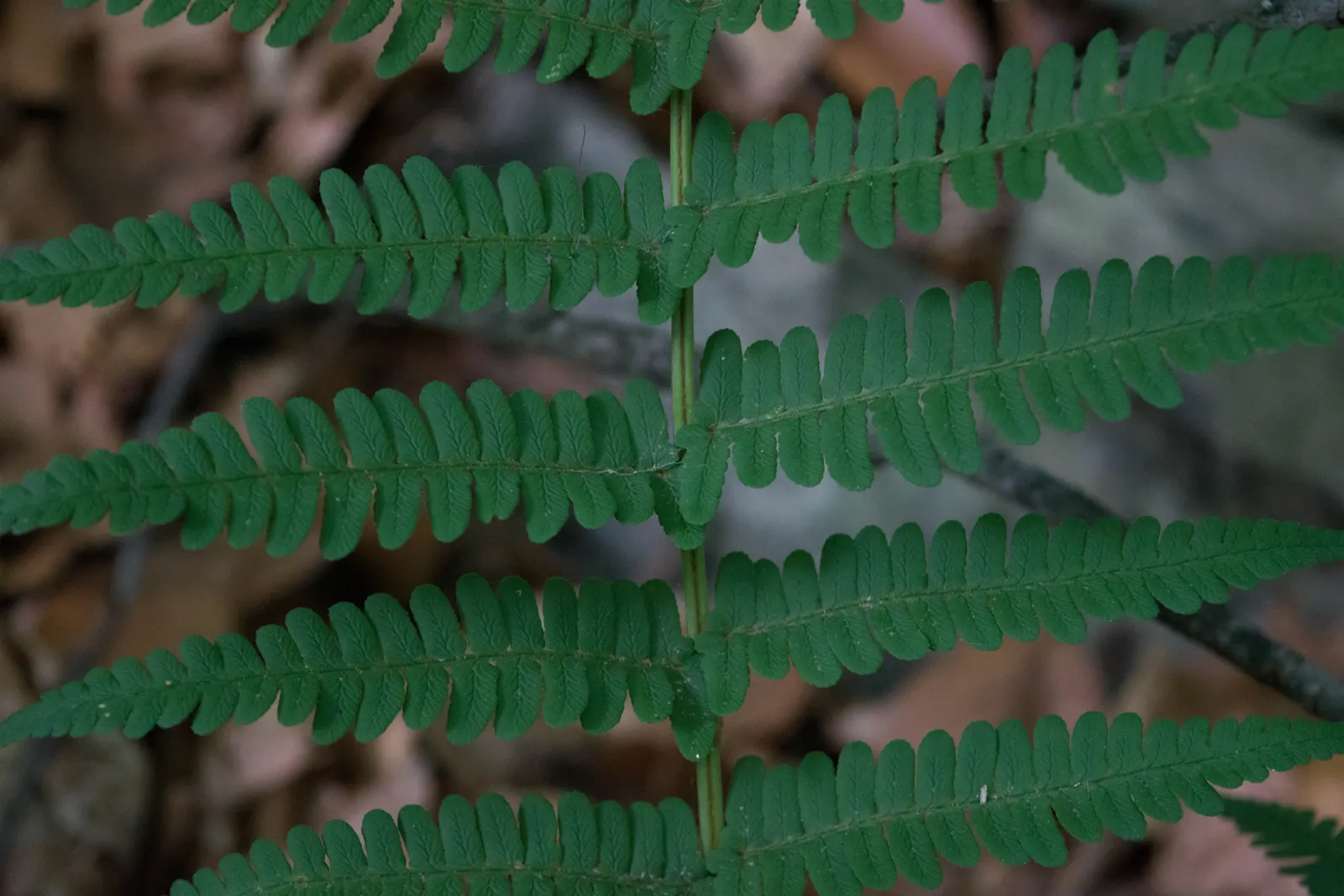 Marginal Wood Fern (Dryopteris Marginalis) — evergreen fern native to North American woodlands