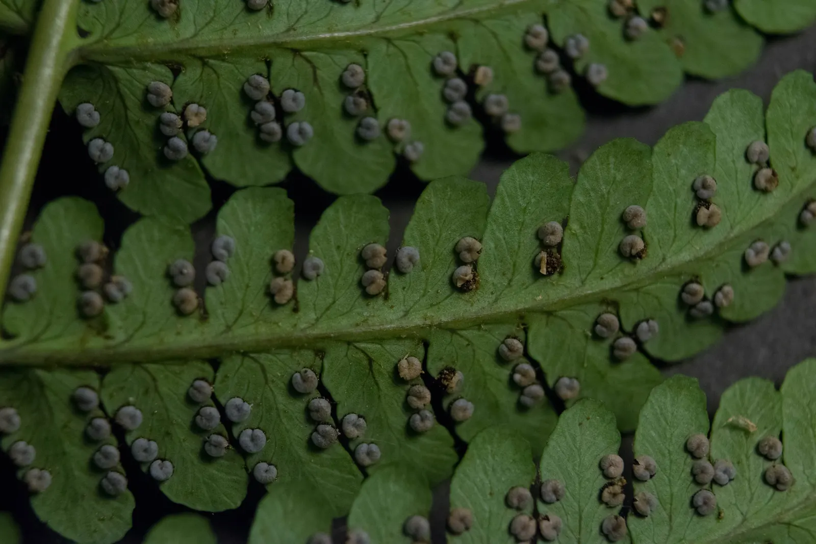 Marginal Wood Fern (Dryopteris Marginalis) — Its fronds arch gracefully outward; verdant texture to shaded areas or woodland, image 48