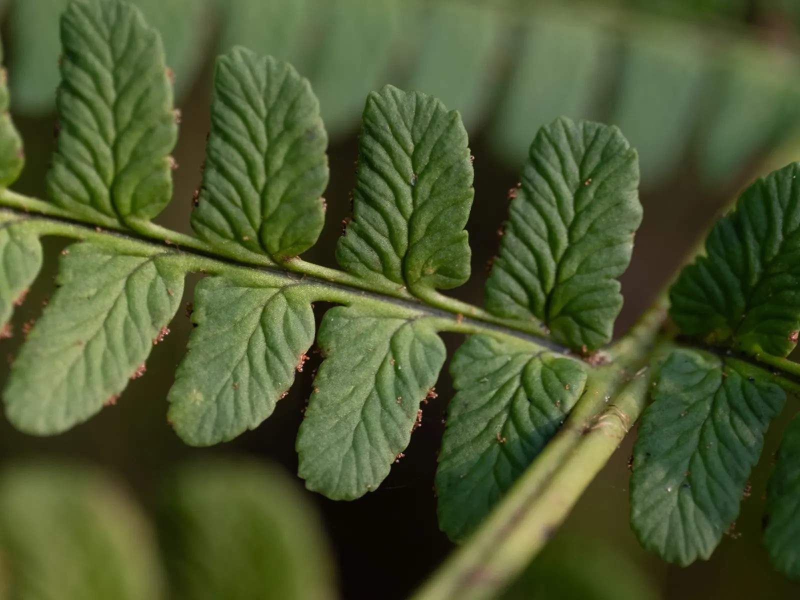 Marginal Wood Fern (Dryopteris Marginalis) — Its fronds arch gracefully outward