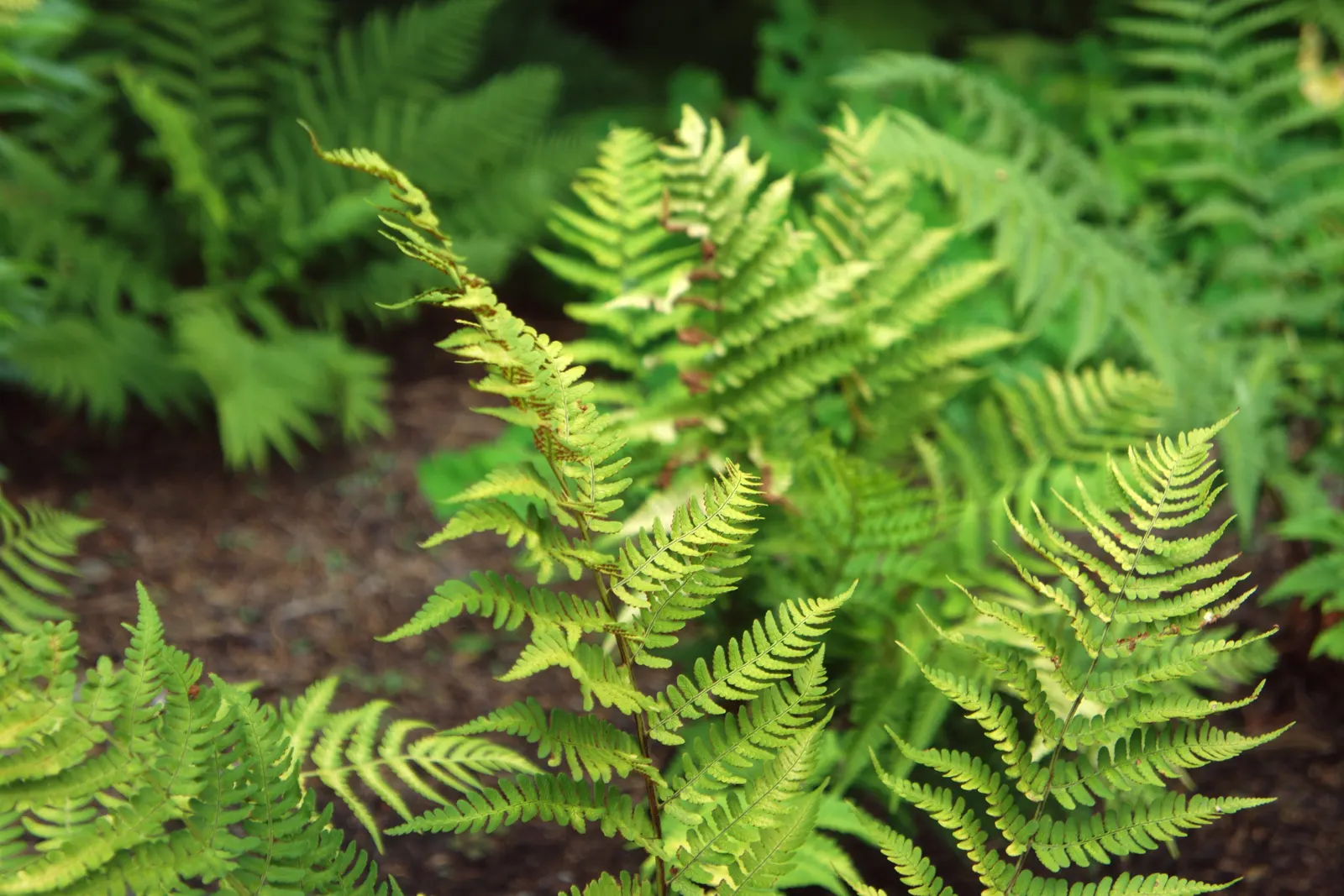 Marginal Wood Fern (Dryopteris Marginalis) — shade-tolerant perennial that is indigenous to the woodlands of Eastern North America; the Marginal, image 61