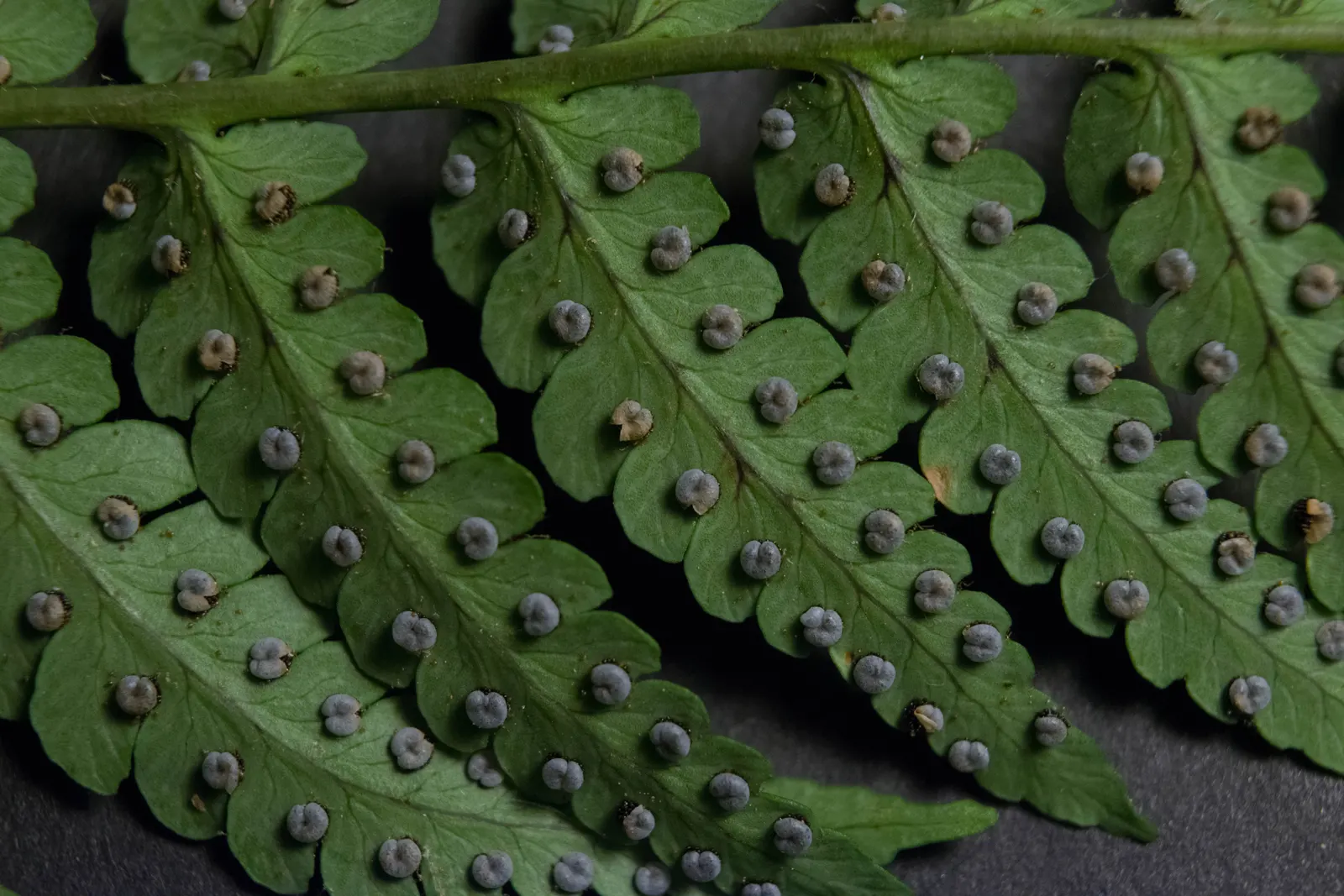 Marginal Wood Fern (Dryopteris Marginalis) — The Marginal Wood Fern (Dryopteris marginalis) is a shade-loving; the leathery, blue-green fronds create lush