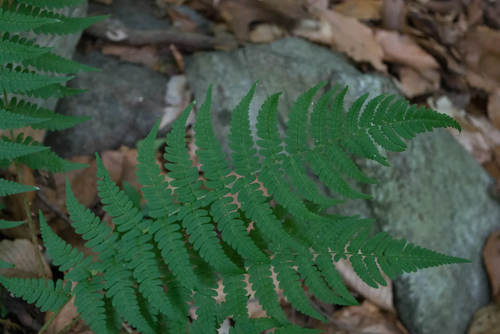 Marginal Wood Fern (Dryopteris Marginalis) — When incorporating this fern into your garden design; hardy in zones 3-8, it thrives in moist, well-drained soil