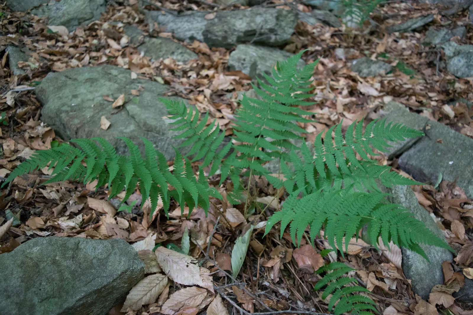 Marginal Wood Fern (Dryopteris Marginalis) — Hardy in zones 3-8, it thrives in moist, well-drained soil; when incorporating this fern into your, image 41