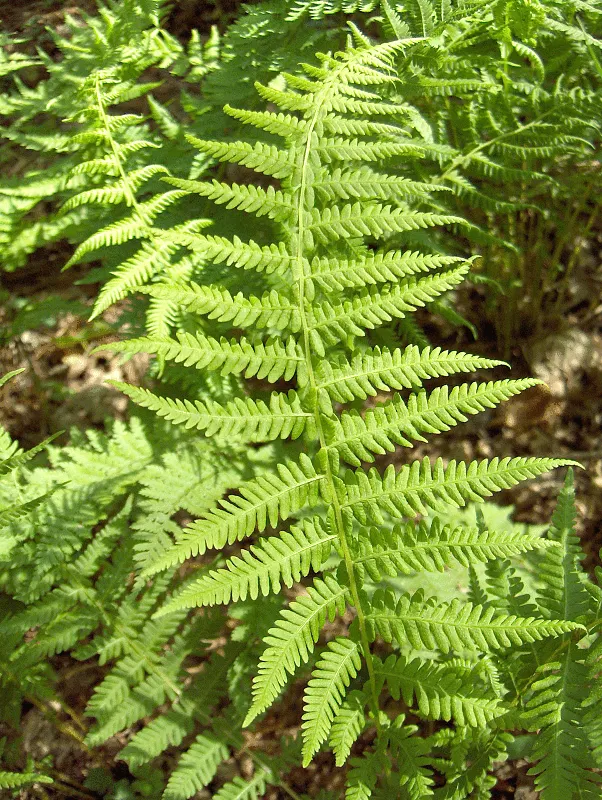 Marginal Wood Fern (Dryopteris Marginalis) — It typically reaches 18 to 24 inches in height and spans 24 to 30 inches wide; fern for shade