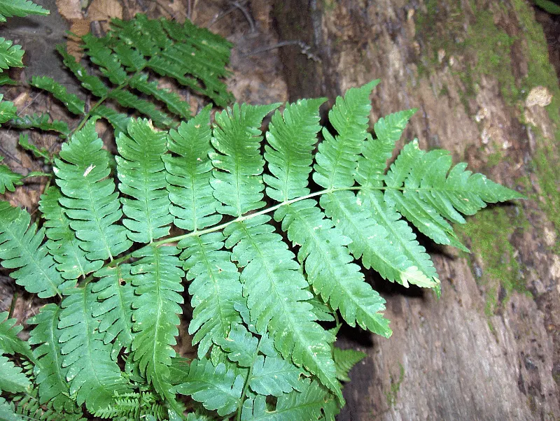 Marginal Wood Fern (Dryopteris Marginalis) — this fern is a delight for both the novice and experienced gardener; this fern presents an excellent, image 53
