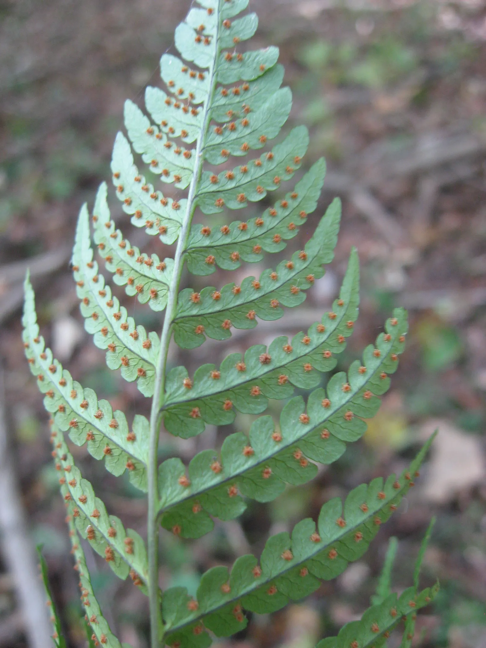Marginal Wood Fern (Dryopteris Marginalis) — the Marginal Wood Fern is an excellent choice; its fronds arch gracefully outward