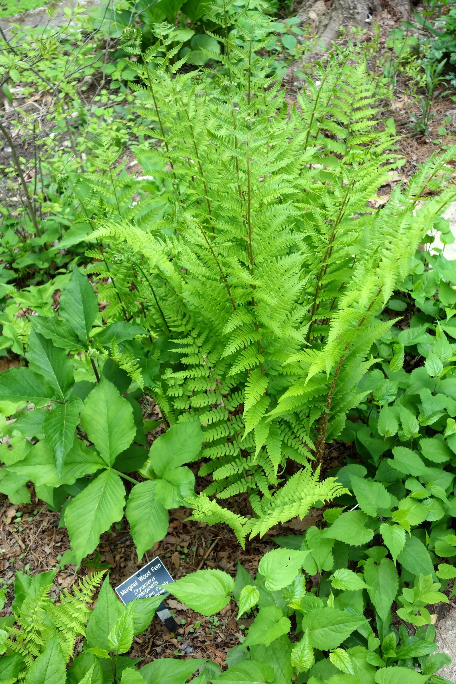 Marginal Wood Fern (Dryopteris Marginalis) — The leathery, blue-green fronds create lush, vase-like clumps ideal for bordering shaded areas, image 40