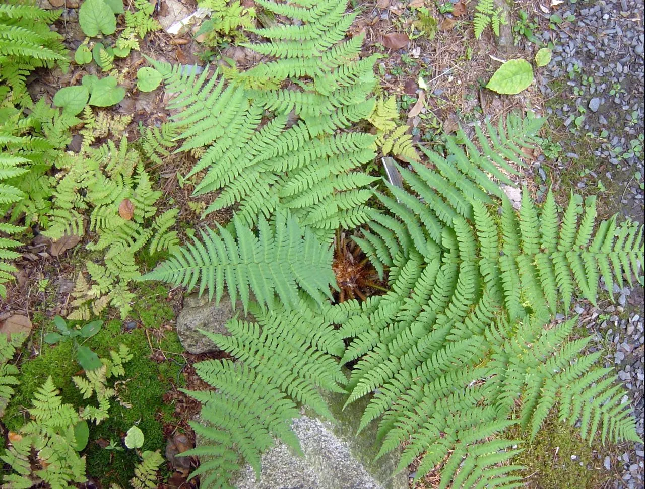 Marginal Wood Fern (Dryopteris Marginalis) — A low-maintenance choice, it adds texture and year-round interest to any shaded landscape setting; it, image 60