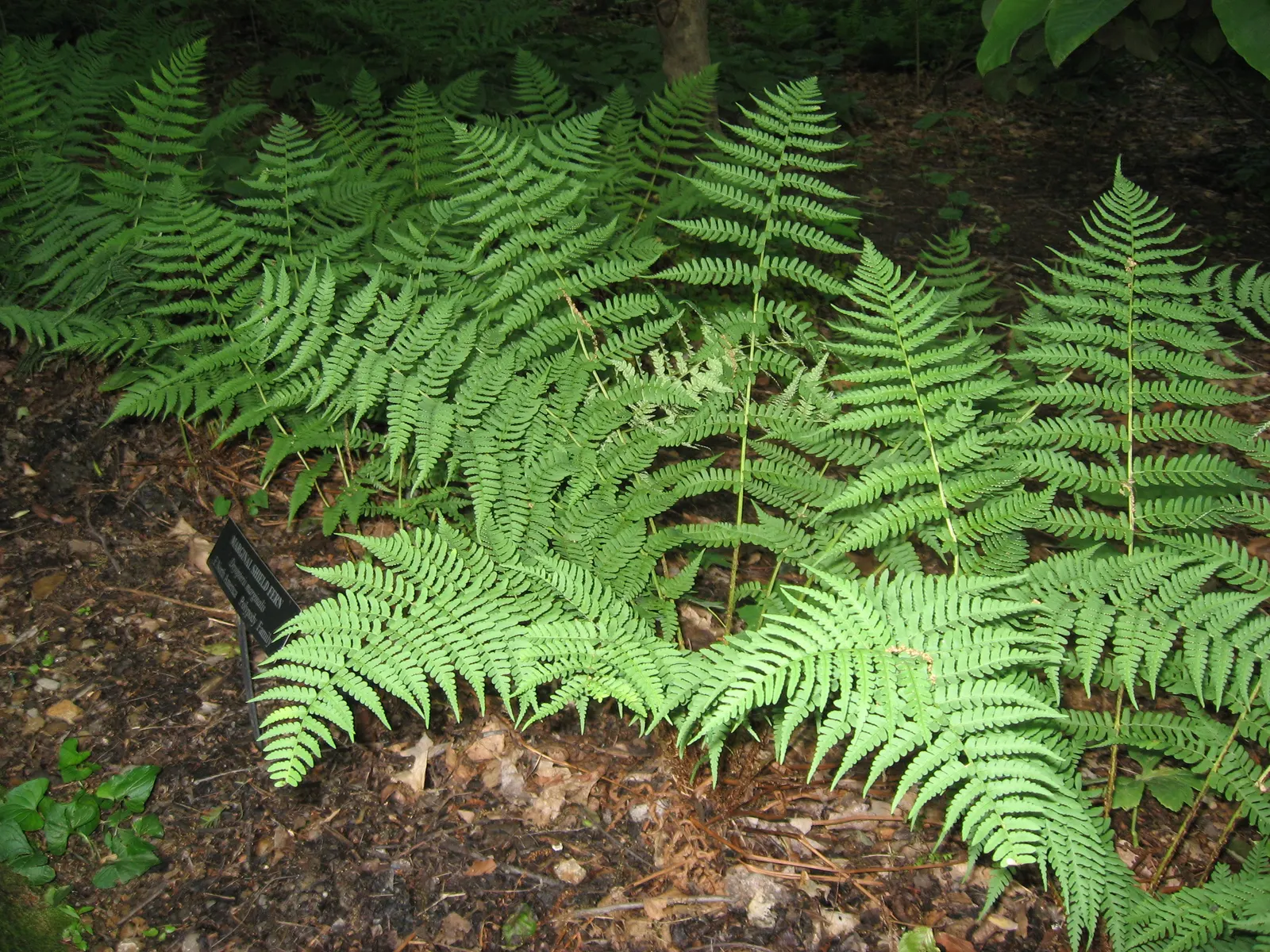 Marginal Wood Fern (Dryopteris Marginalis) — forming a fountain-like rosette that is visually soothing and provides year-round interest; easy to cultivate and