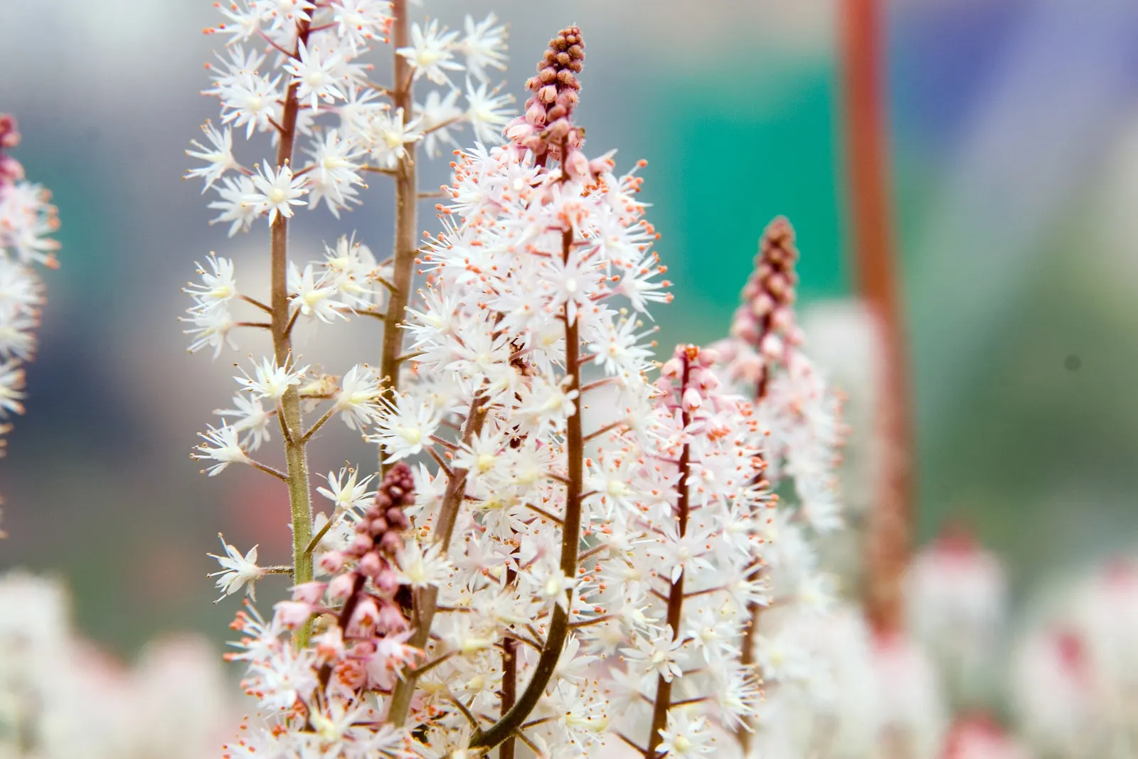 Oakleaf Foamflower (Tiarella cordifolia 'Oakleaf') — It blooms in spring, emitting delicate, feathery white flowers atop 8-10 inch stems