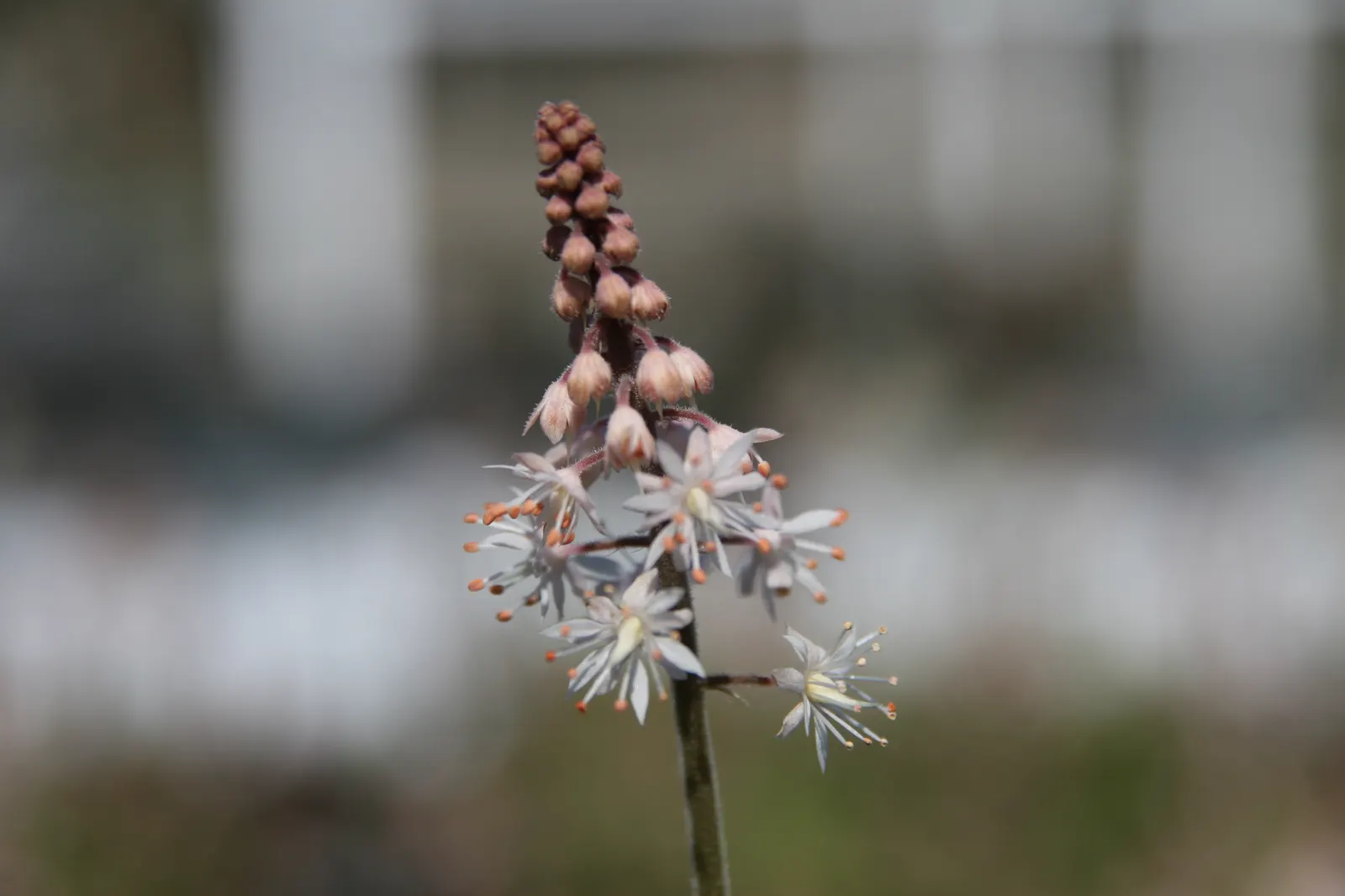 Oakleaf Foamflower (Tiarella cordifolia 'Oakleaf') — is a shade-loving perennial with distinctive oak-like foliage
