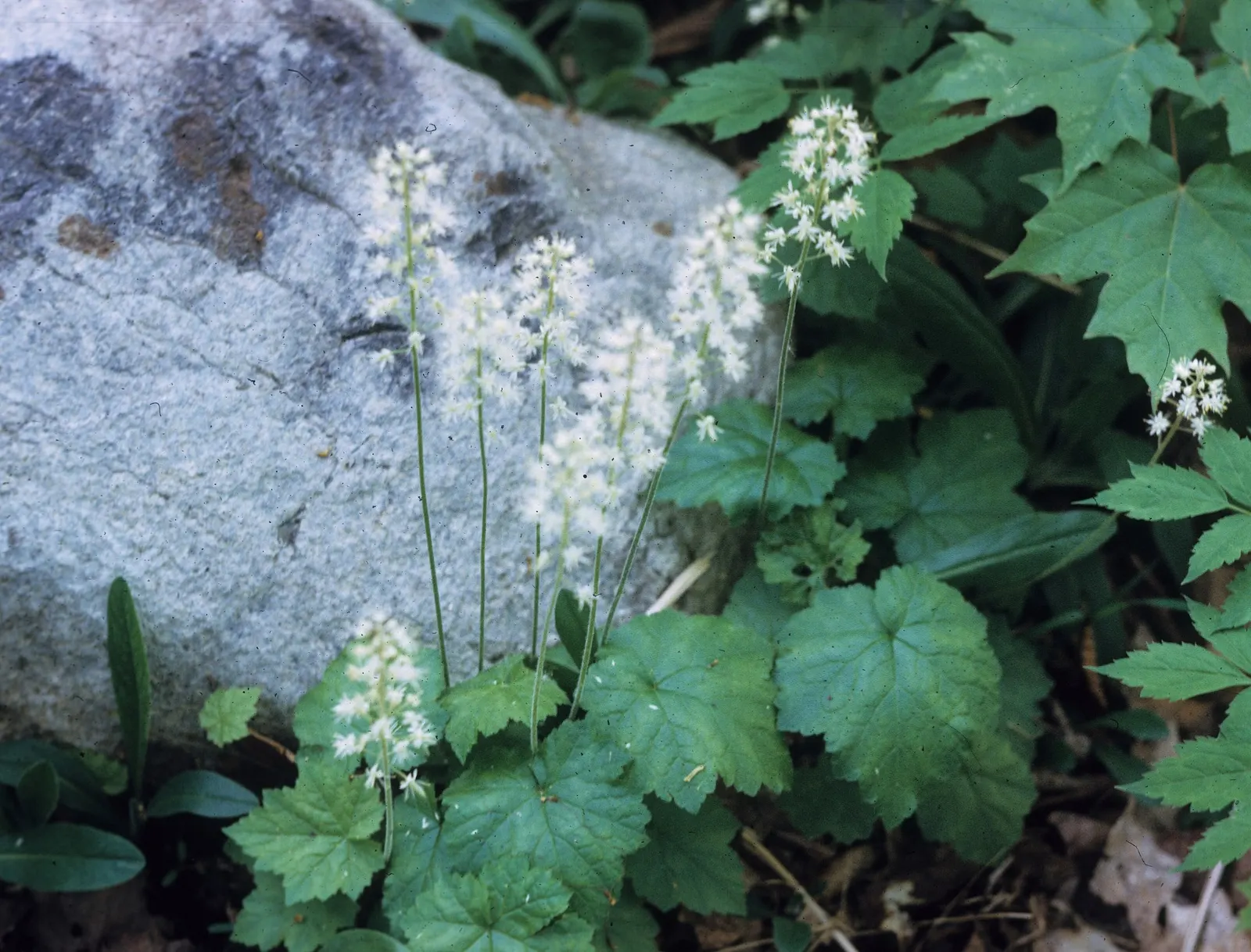 Oakleaf Foamflower (Tiarella cordifolia 'Oakleaf') — This North American native thrives in USDA Hardiness Zones 4 through 9