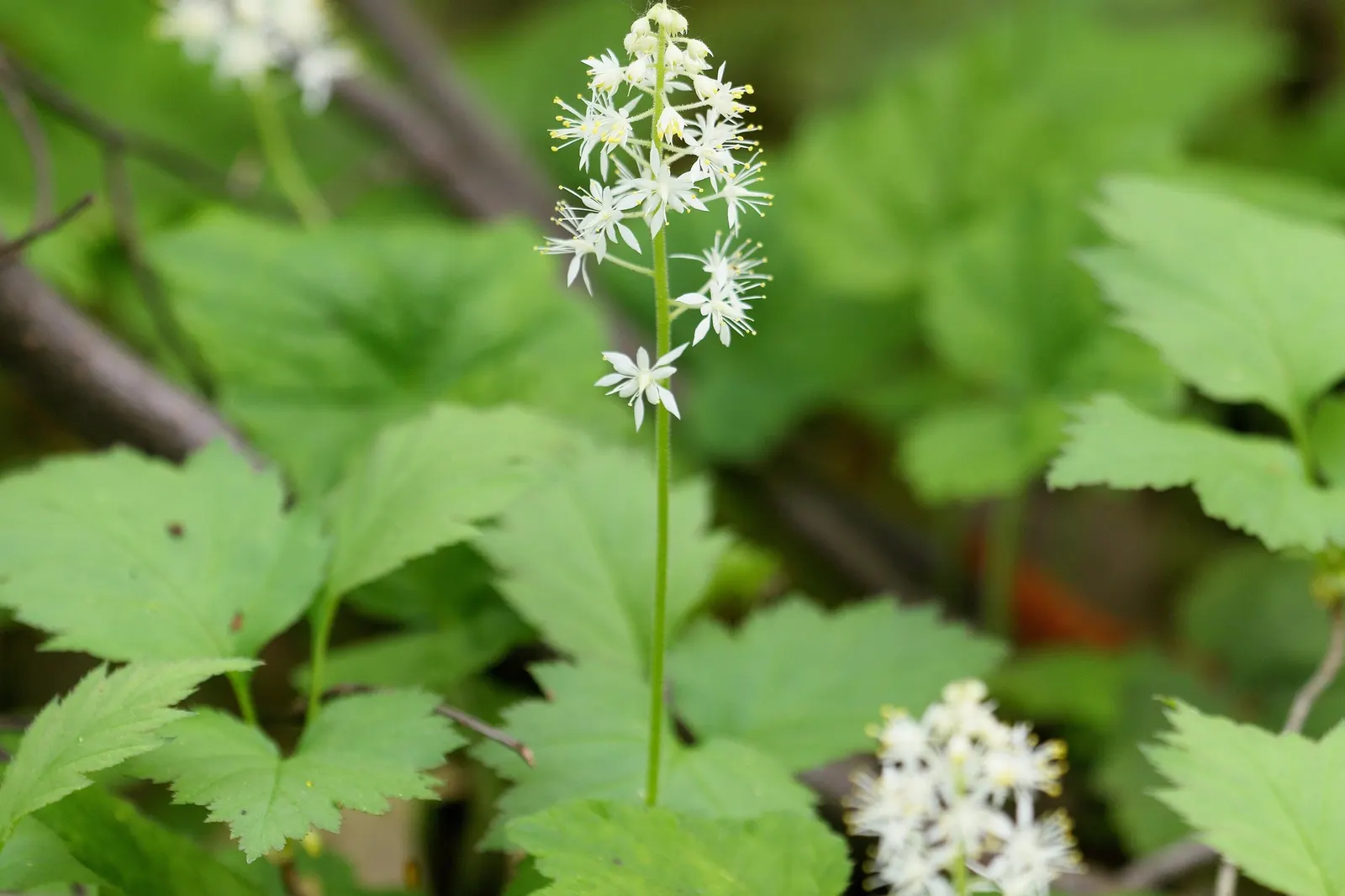 Oakleaf Foamflower (Tiarella cordifolia 'Oakleaf') — heart-shaped leaves draw the mind to the appearance of oak leaves