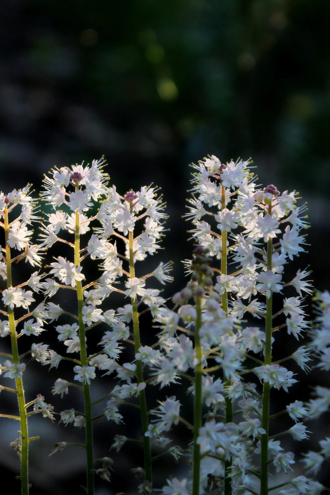 Oakleaf Foamflower (Tiarella cordifolia 'Oakleaf') — This easy-care plant thrives in moist, humus-rich soil