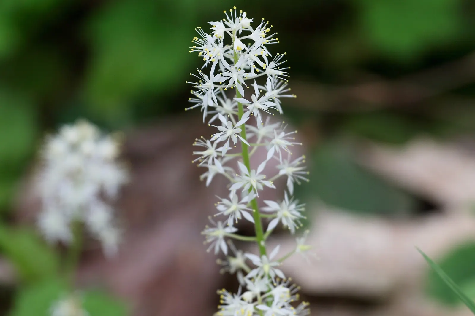 Oakleaf Foamflower (Tiarella cordifolia 'Oakleaf') — which intensifies in the cooler fall months