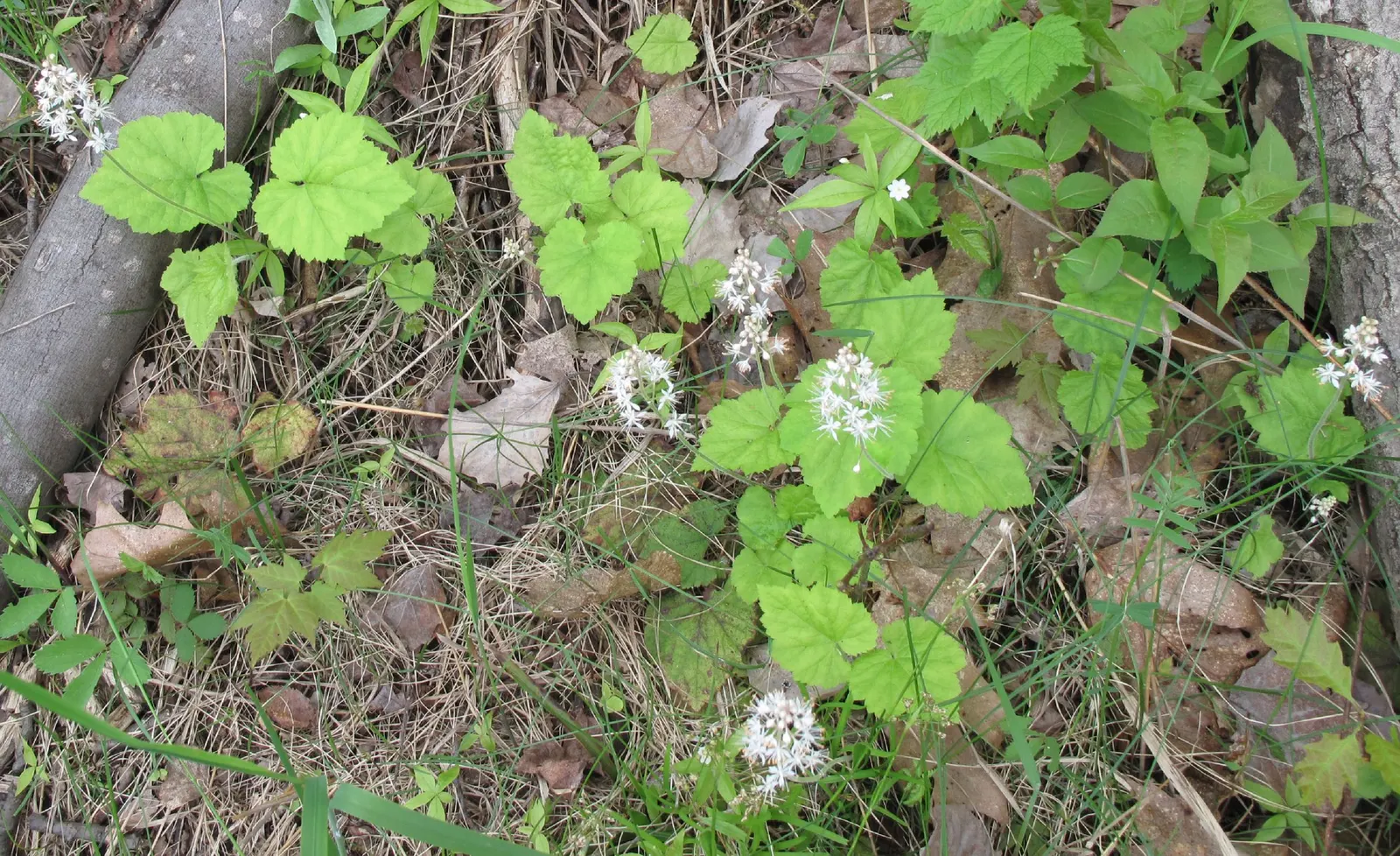 Oakleaf Foamflower (Tiarella cordifolia 'Oakleaf') — is a charming perennial groundcover that imbues woodland gardens with its delicate beauty and resilient