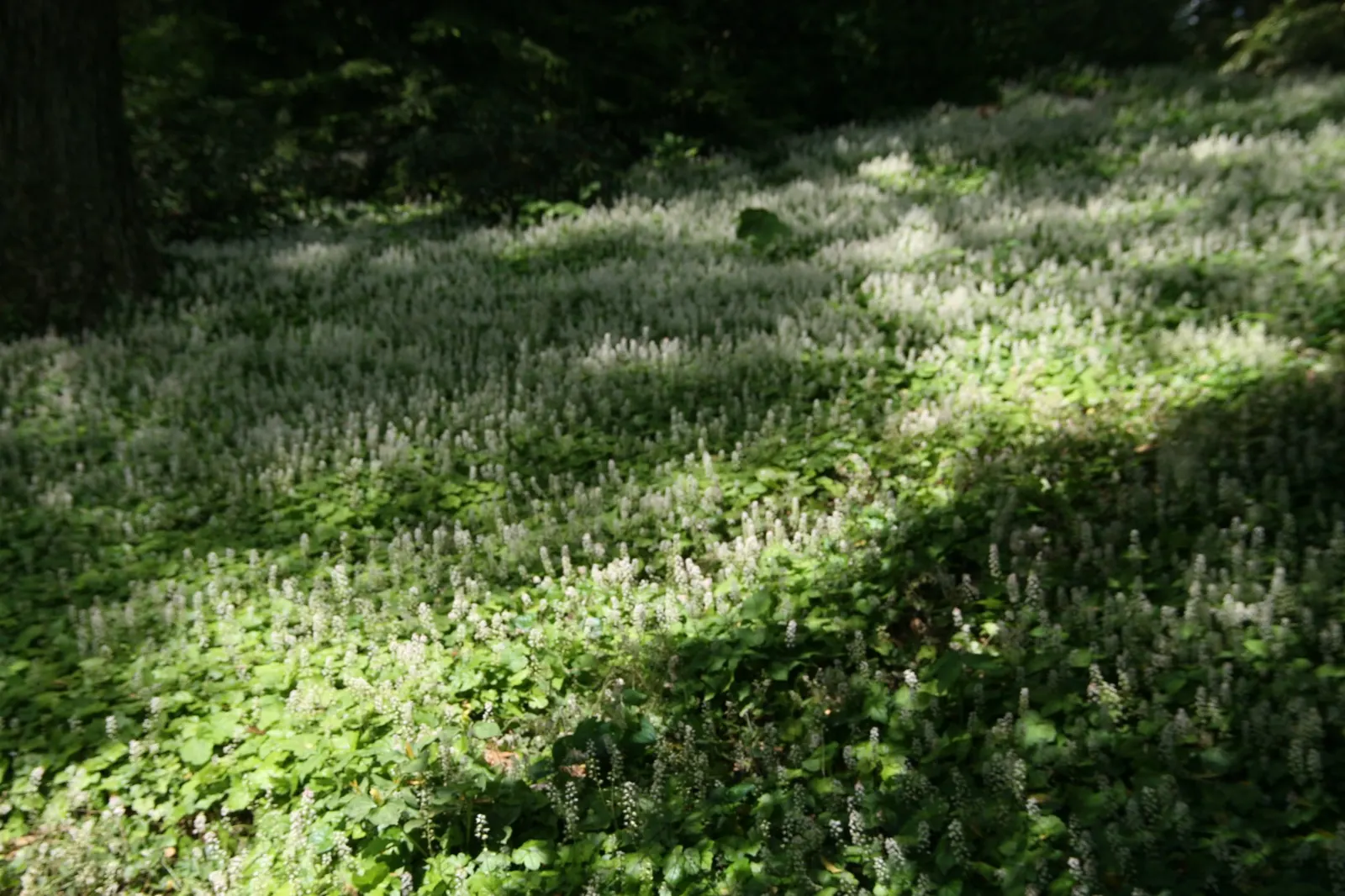 Oakleaf Foamflower (Tiarella cordifolia 'Oakleaf') — Zones 4-9, it offers remarkable fall leaf color, enhancing garden interest beyond flowering