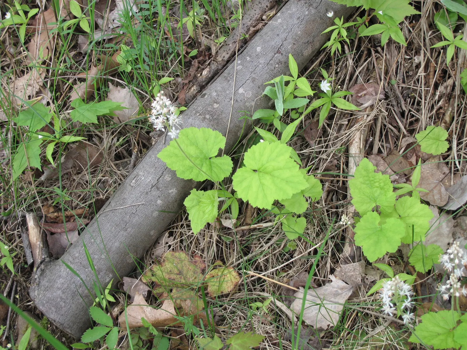 Oakleaf Foamflower (Tiarella cordifolia 'Oakleaf') — It spans roughly 12 inches wide, forming a lush groundcover, perfect for woodland gardens