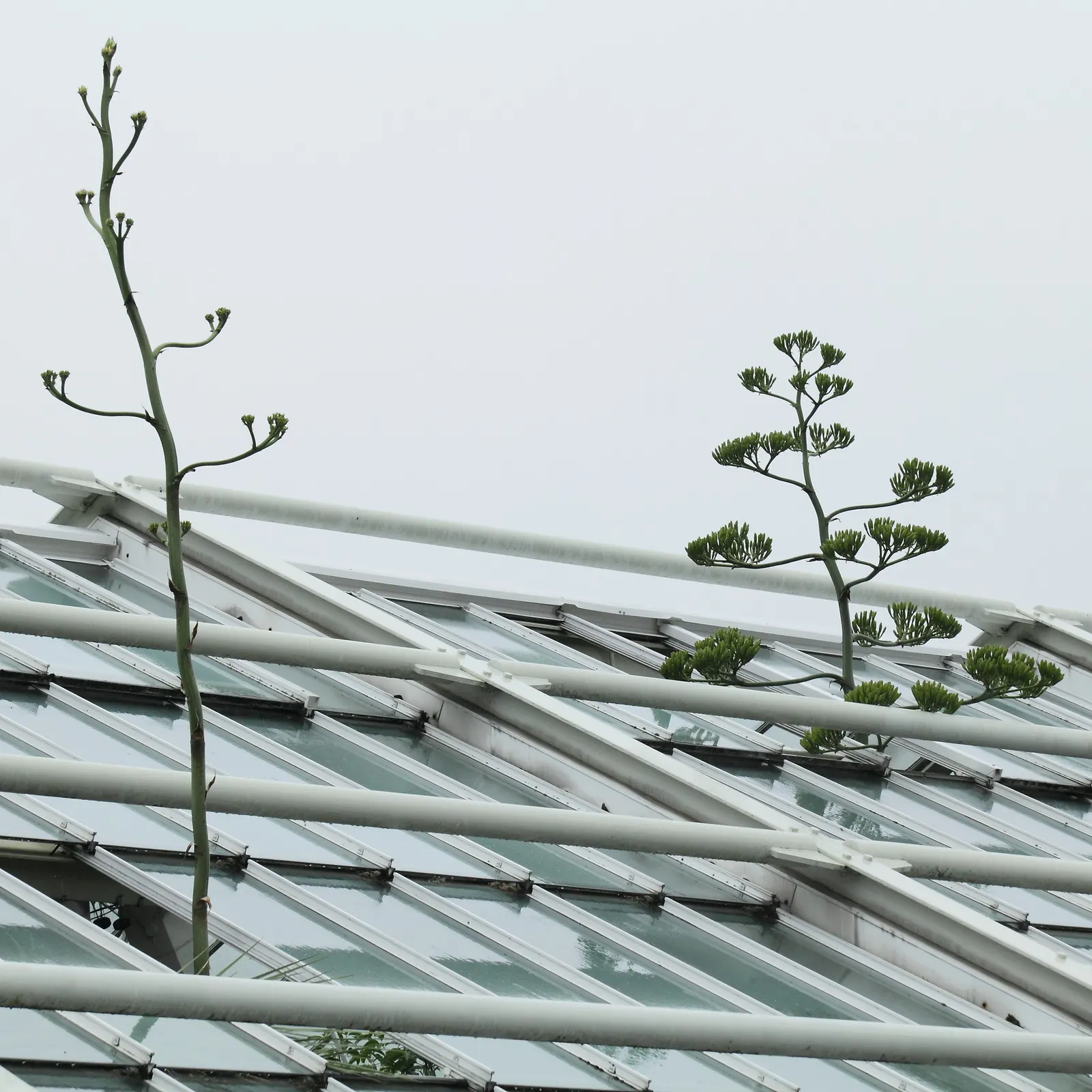 Fanzosin Agave (Agave Franzosinii) — Thriving in full sun and well-drained soil, it's drought-tolerant once established