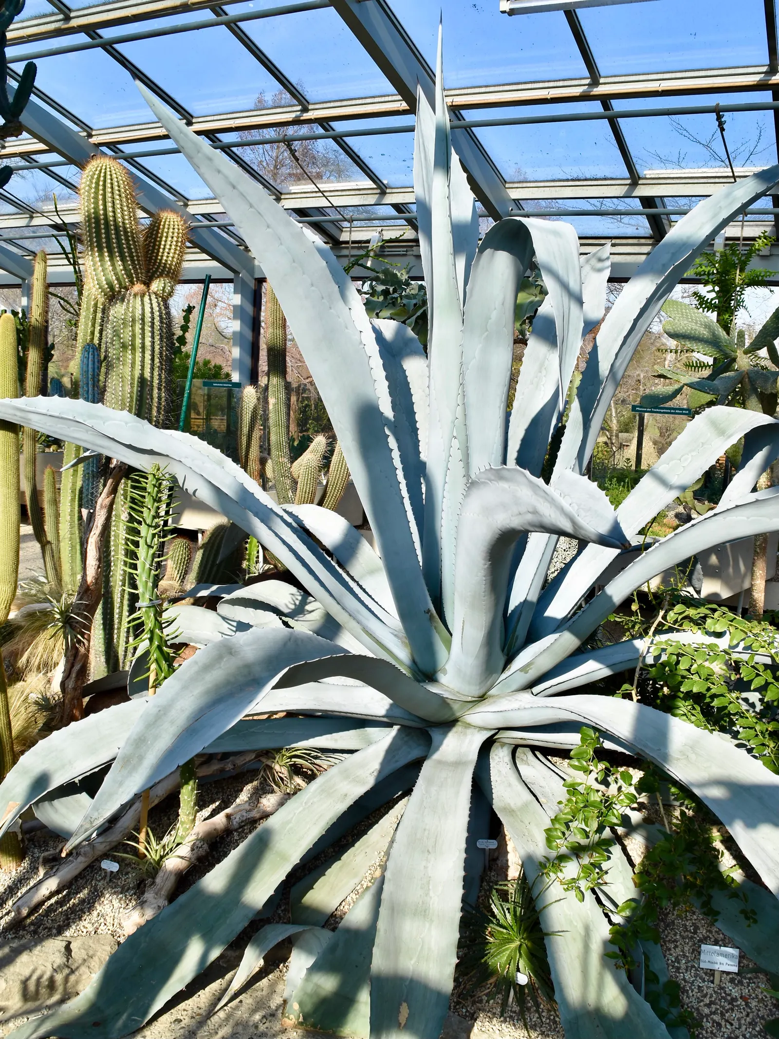 Fanzosin Agave (Agave Franzosinii) — Its sharp terminal spines and serrated leaf margins require careful placement
