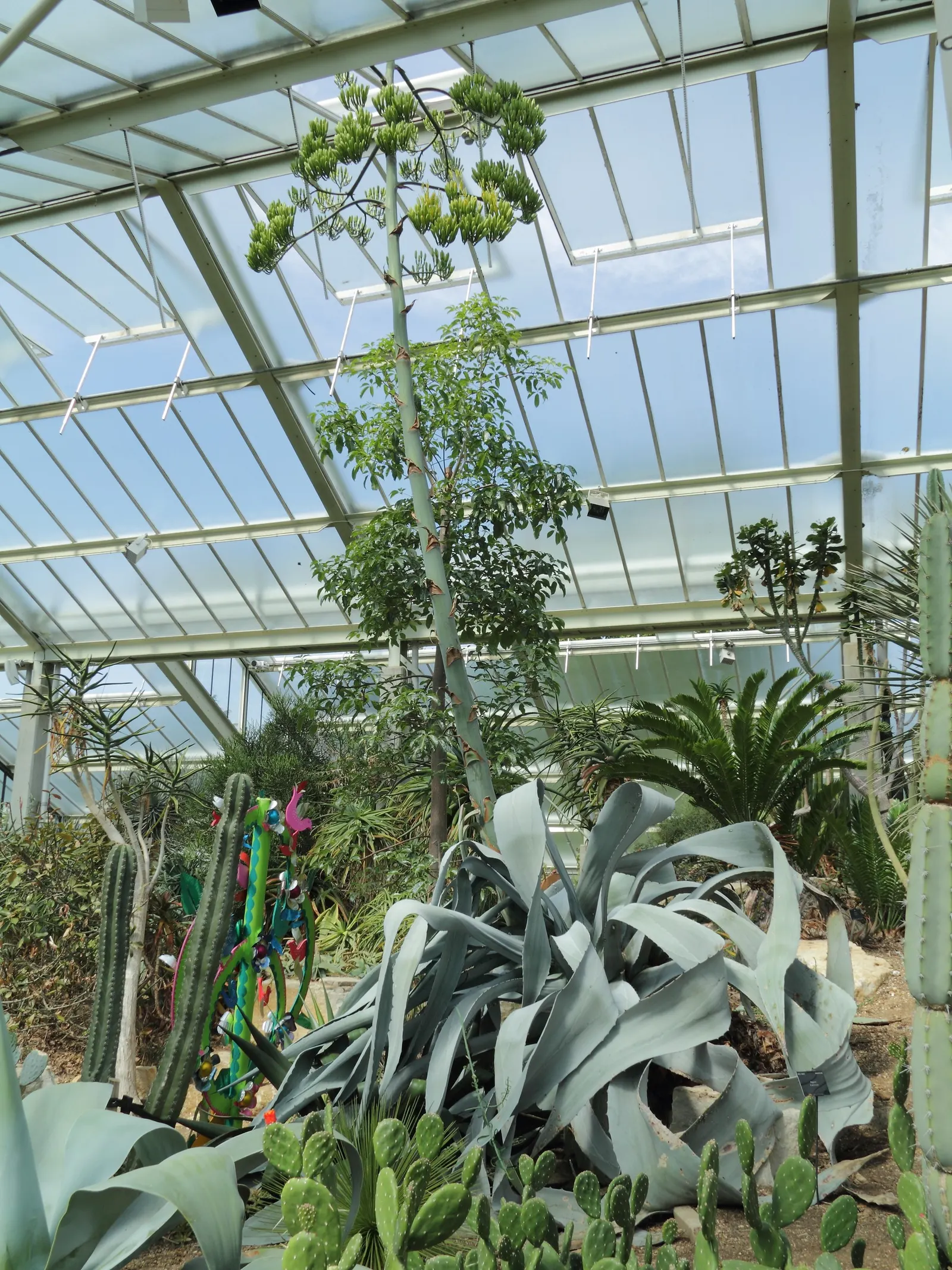Fanzosin Agave (Agave Franzosinii) — Rarely, after many years, it may bloom with a tall, striking flower spike